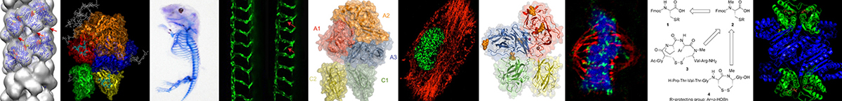 Biochemistry Banner Photo