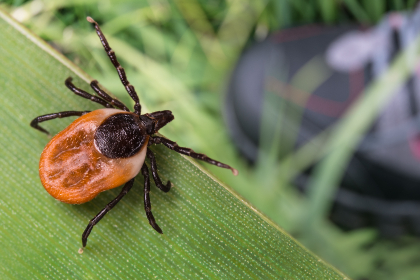 Blacklegged tick on a blade of grass