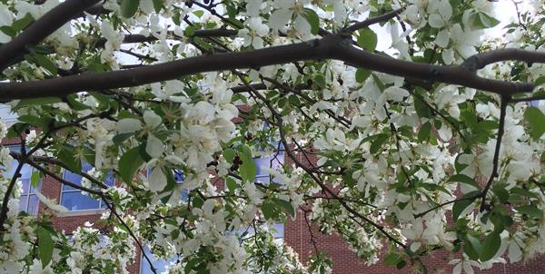 tree branch with white spring blossoms in front of brick building