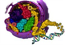 Cellular Structure and Function