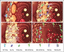 Coagulation Biology