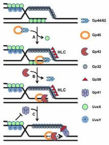 NucAc_Protein_Interactions
