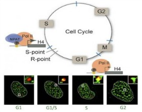 CellCycle280-220