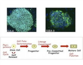 StemCells280-220