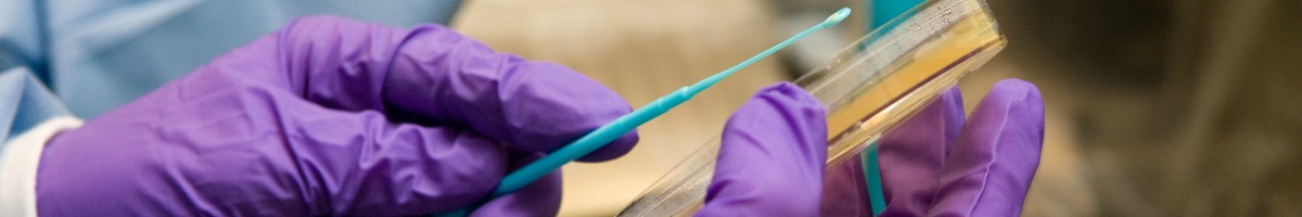 Researcher's gloved hands hold petri dish and swab