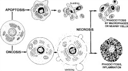 apop-necfig250x139