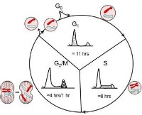 cell cycle figure_200x162