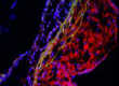 confocalslide2_110X80 confocalslide2_110X80