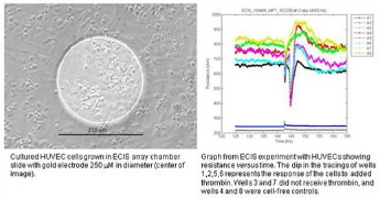 Huvec cells and resistance measurements