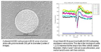 Huvec cells and resistance measurements Huvec cells and resistance measurements