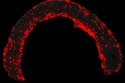 Brightfield image of mouse aorta