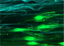 Bioradresized250x180