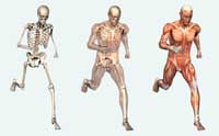 Musculoskeletal Models