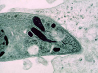 ward_lab ward_lab