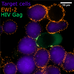 EWI-2 VS Thali Lab research image