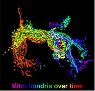Mitochondria over time