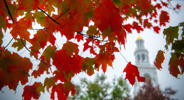 Red leaves with a white building in the background