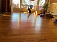 golden wood floor of large studio reflecting the sunlight with a black and white cat sitting