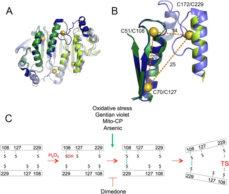 Mitochondrial Redox Status