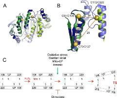 Mitochondrial Redox Status