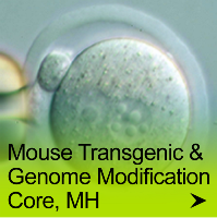 Mouse Transgenic and Genome Modification Core, MH
