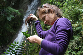 Dr. Monique McHenry looking at plant near waterfall