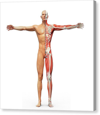 Musculoskeletal System