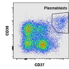 plasmablasts_ Diehl Lab