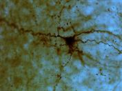 Layer V pyramidal neuron (Photo: A. Hernan)