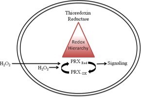 Redox