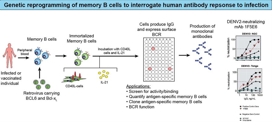 Diagram showing genetic reprogramming of memory B cells to interrogate human antibody response to infection