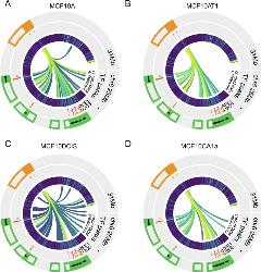 Spatiotemporal higher-order chromatin landscape of human histone Spatiotemporal higher-order chromatin landscape of human histone