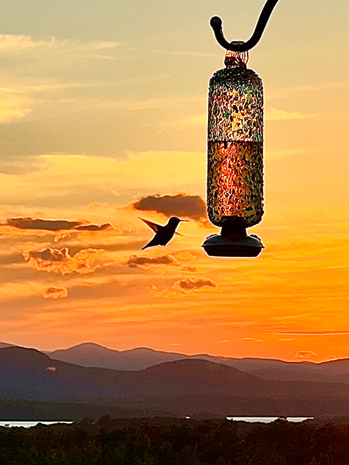 a hummingbird at feeder with sunset over the lake