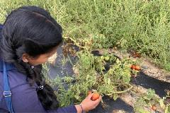 Trishnee harvesting tomatoes Trishnee harvesting tomatoes