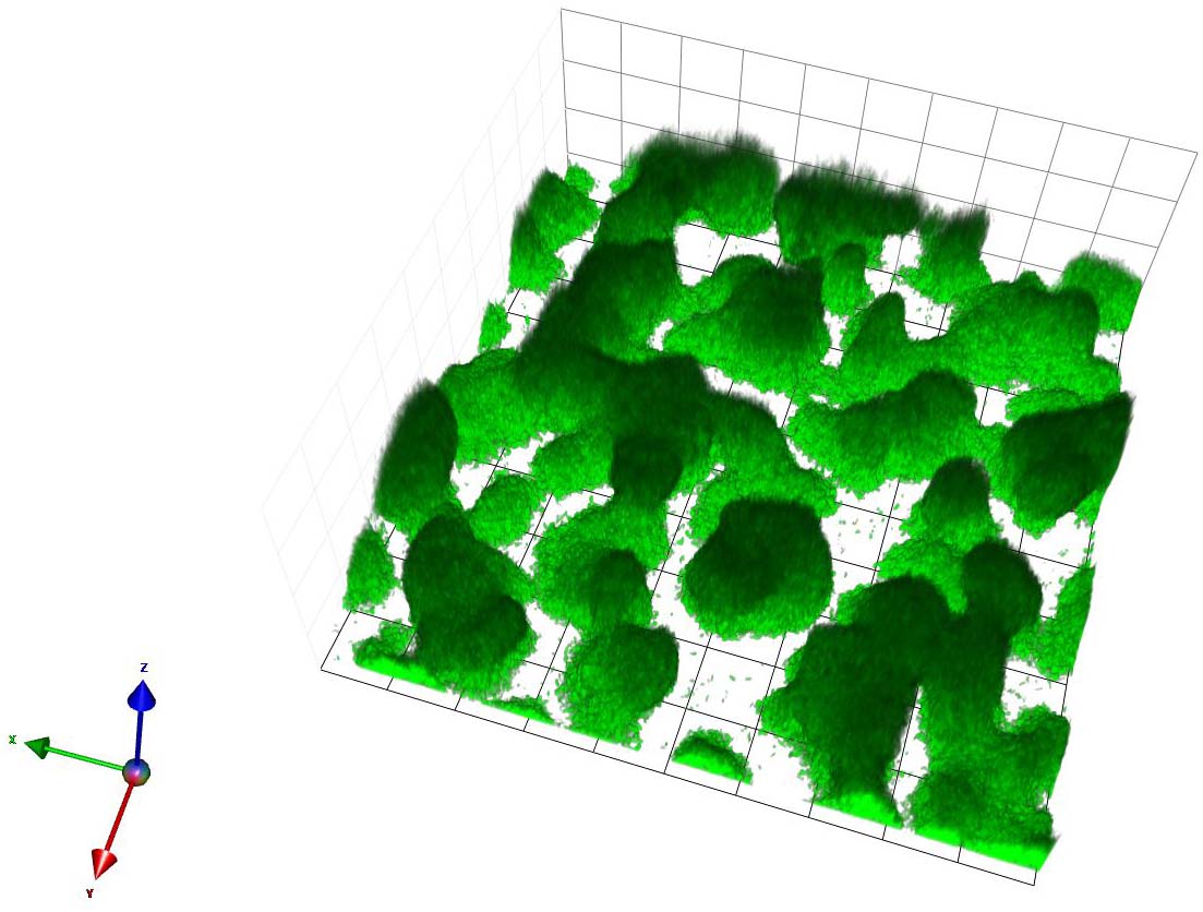 Volocity- biofilm reconstruction